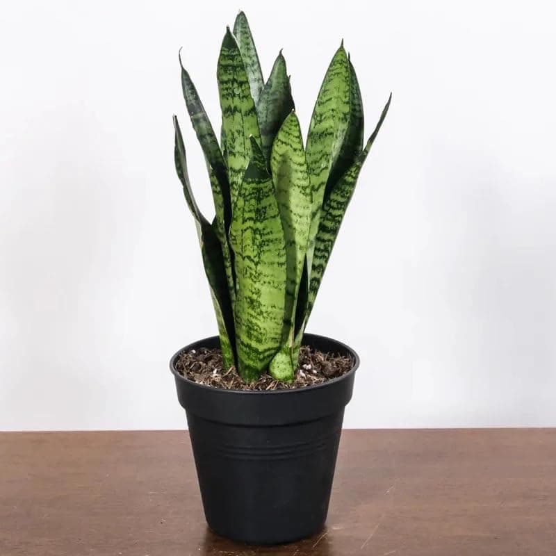 Kalfo Live Snake Plant (Sansevieria) Air Purifying Indoor Plant, Oxygen Boosting Houseplant for Home & Office Décor | Low Maintenance, Easy to Grow, Low Light, Live Sansevieria Green Plant