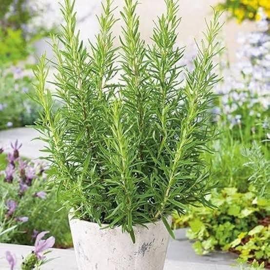 Kalfo Rosemary Live Plant (Rosmarinus Officinalis, Gulmehandi, Rujamari) Exotic, Aromatic, Organic, Medicinal, Perennial Herb Outdoor Garden and Balcony Plant with 4 Inchi Black Pot