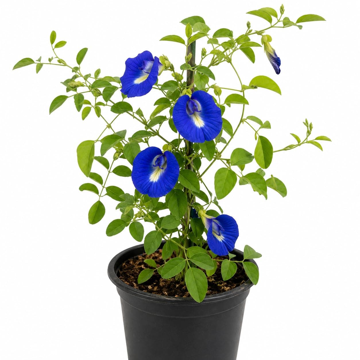 VRIKSHANI Aparajita Plant (Butterfly Pea – Clitoria Ternatea) Live Flower Vine for Balcony & Terrace (Blue Pack of 1)