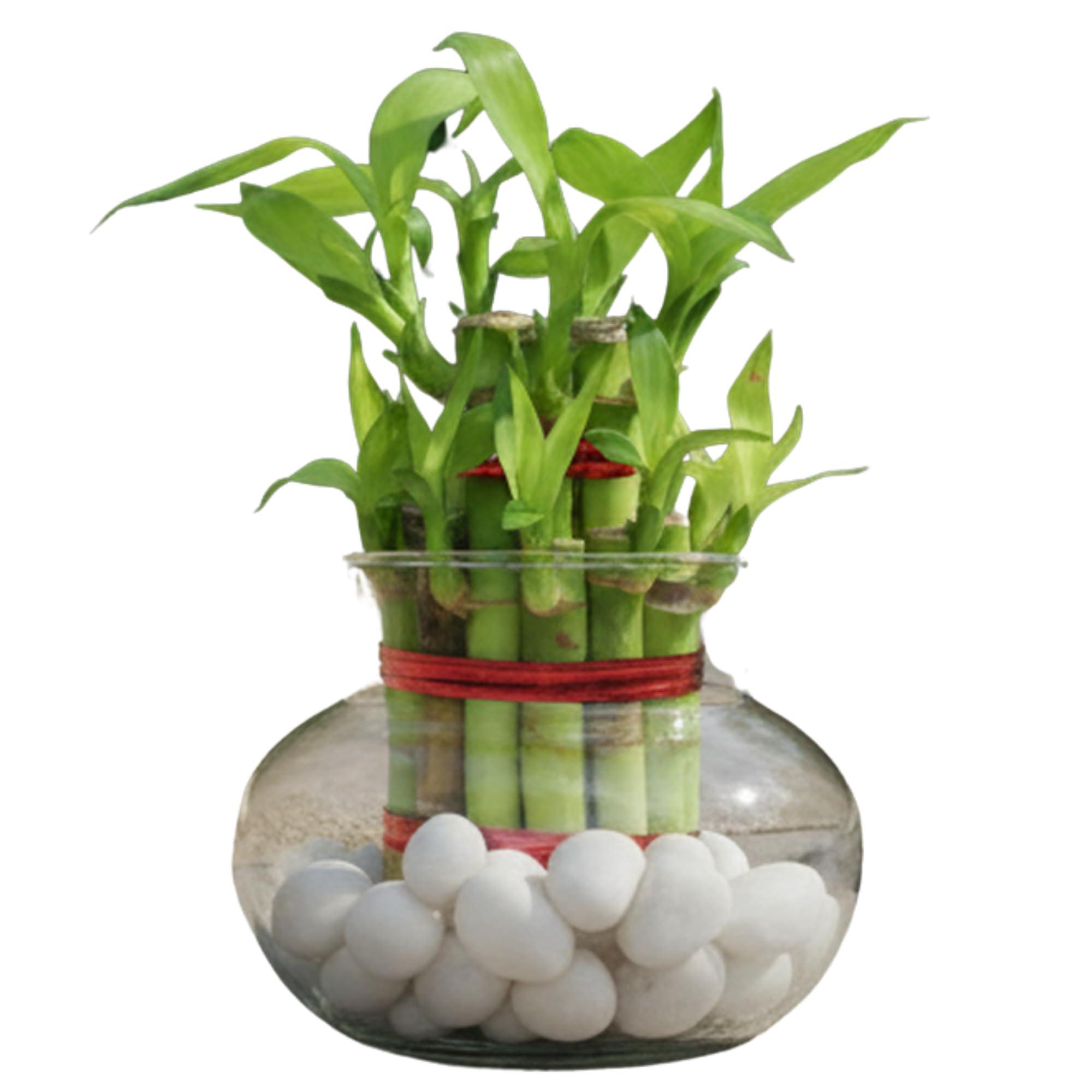 PlantaZee Lucky Bamboo live plant for home and office with glass pot