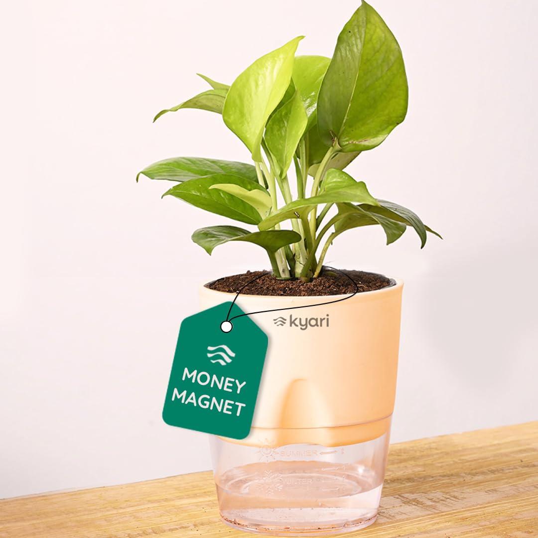 Kyari Golden Money Plant Indoor Live Plant with Cream Self Watering Pot 4 Inch - Money Plant Indoor Live Plant with Pot for Home, Living Room - Lucky Vastu Air Purifying Plant