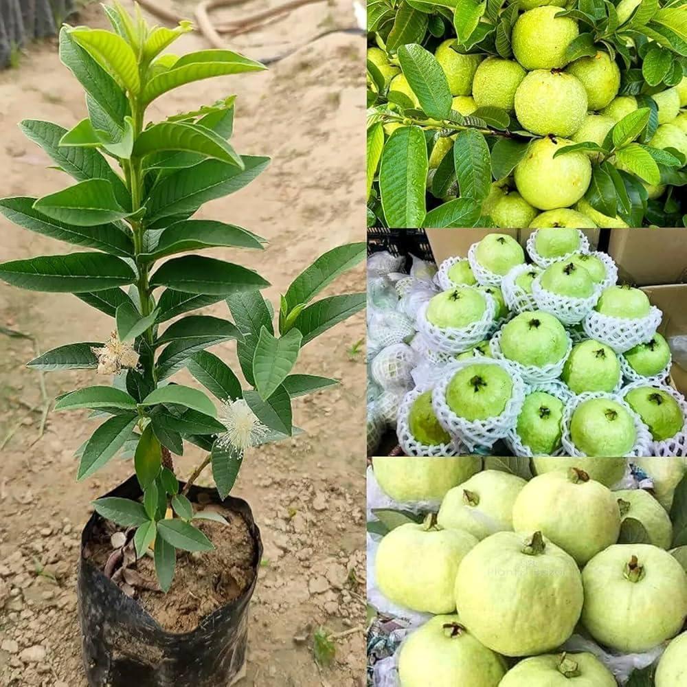 Healthy grafted plant (VNR & Red Guava Live Plants (Pack of 2) | Original Grafted Amrood Fruit Trees | High Yield Plants for Home & Outdoor Garden, Large
