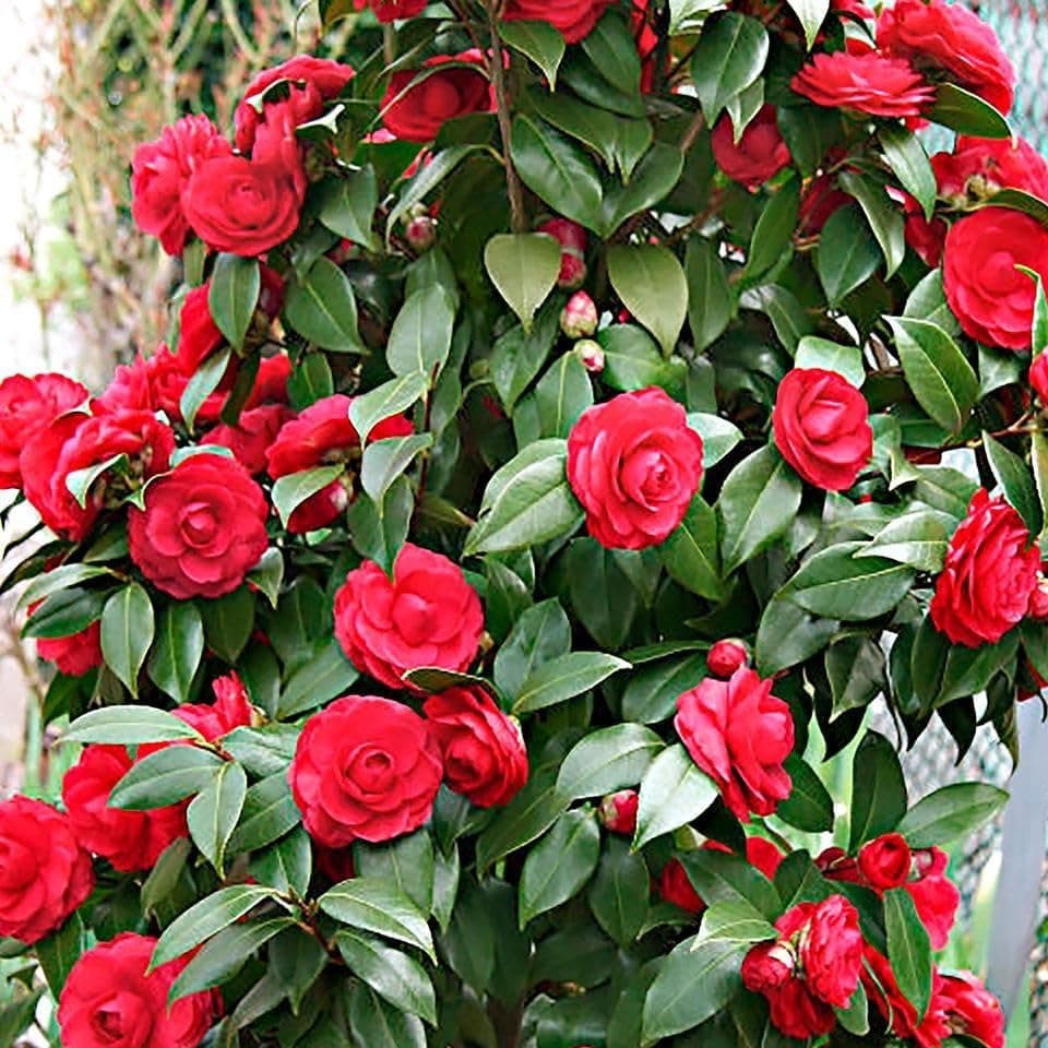 DIARAA Live Rare Red Hybrid Camellia | Healthy Flowering Plant (2-2.5 ft) | Easy Care in Grow Bag