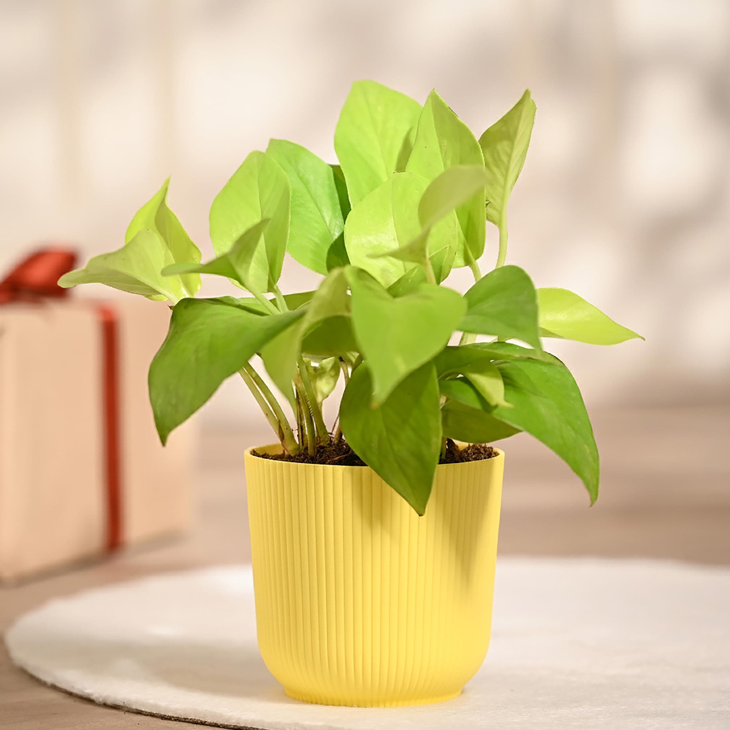 Ugaoo Money Plant Golden with Ibiza Pot | Indoor Plants for Home | Plants for Living Room