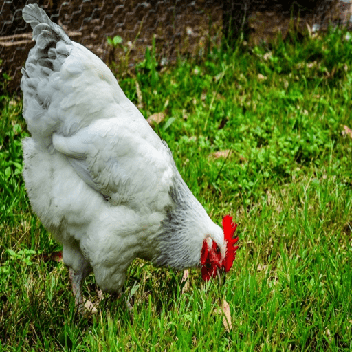 Chicken Sounds