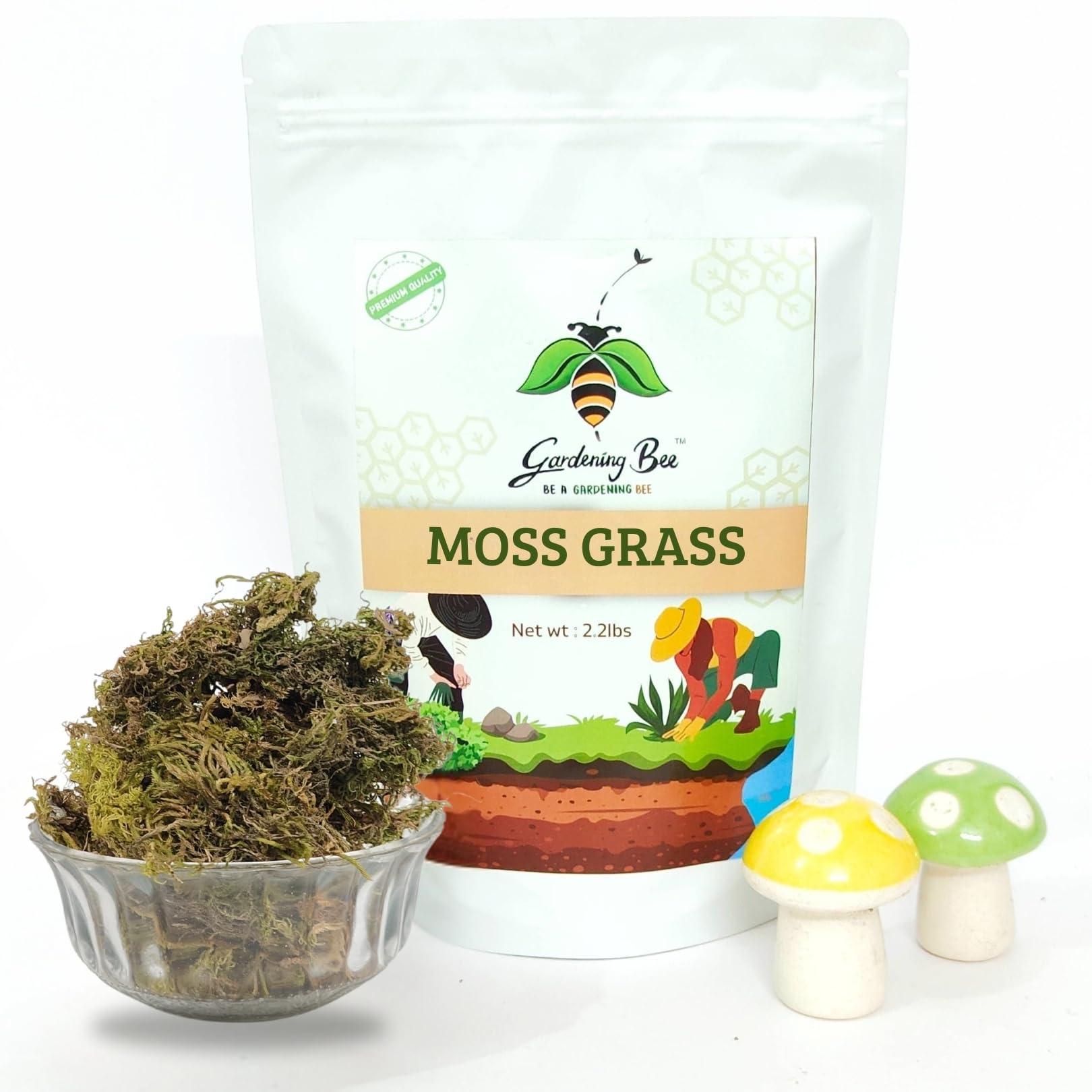 Gardening Bee Sphagnum Moss for Orchids (500 Gms) Sphagnum Moss Grass for Orchid Plant Garden, Home, 100% Impurities & Dust Free, Pots, Air Layering Nice Green Appearance, Preserved for Pot (500 Gram)