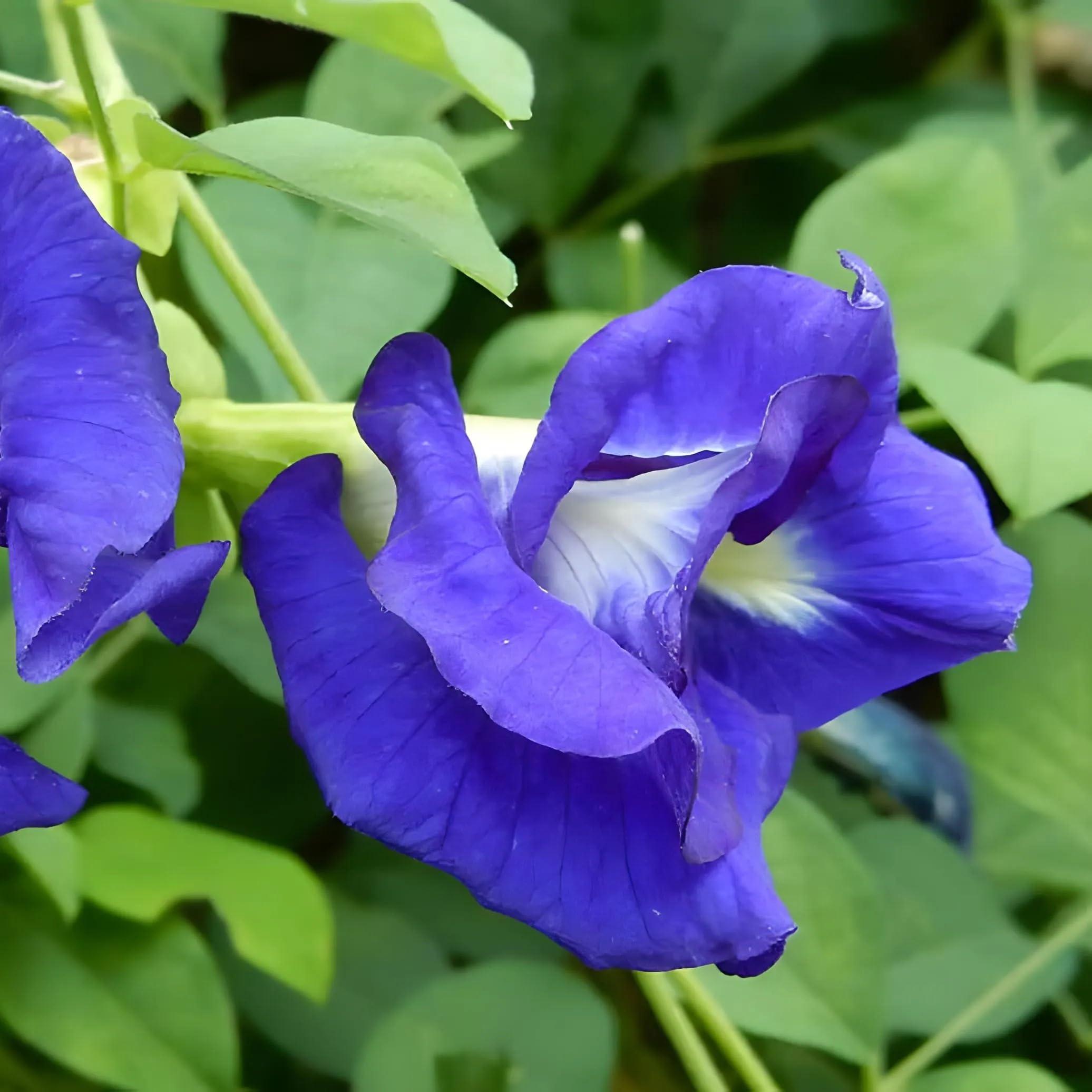 VRIKSHANI Aparajita Plant (Butterfly Pea – Clitoria Ternatea) Live Flower Vine for Balcony & Terrace (Blue Double Petal)
