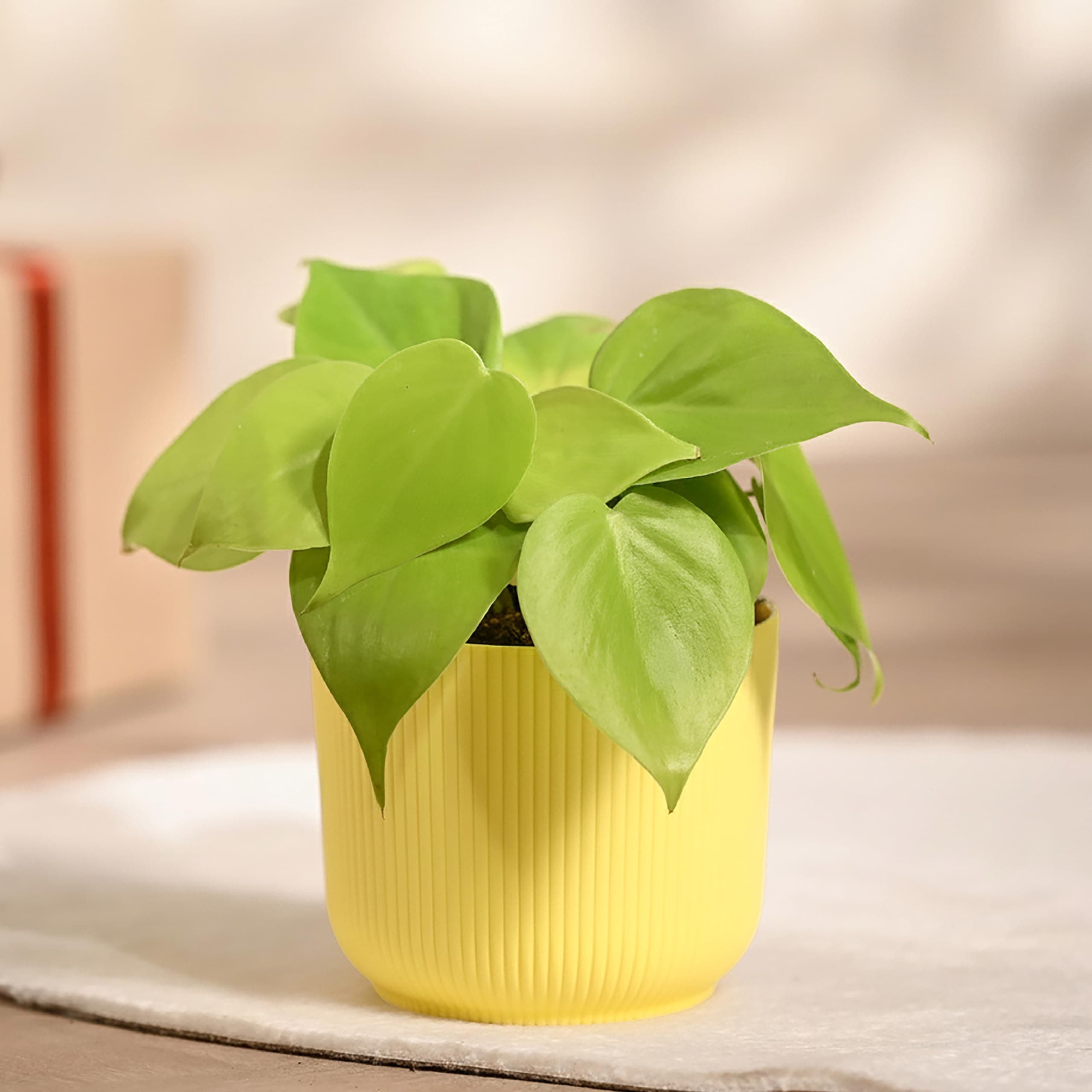 Ugaoo Philodendron Oxycardium Golden Plant with Ibiza Pot | Indoor Plants with Pots for Home | Home Plants Indoor with Pot