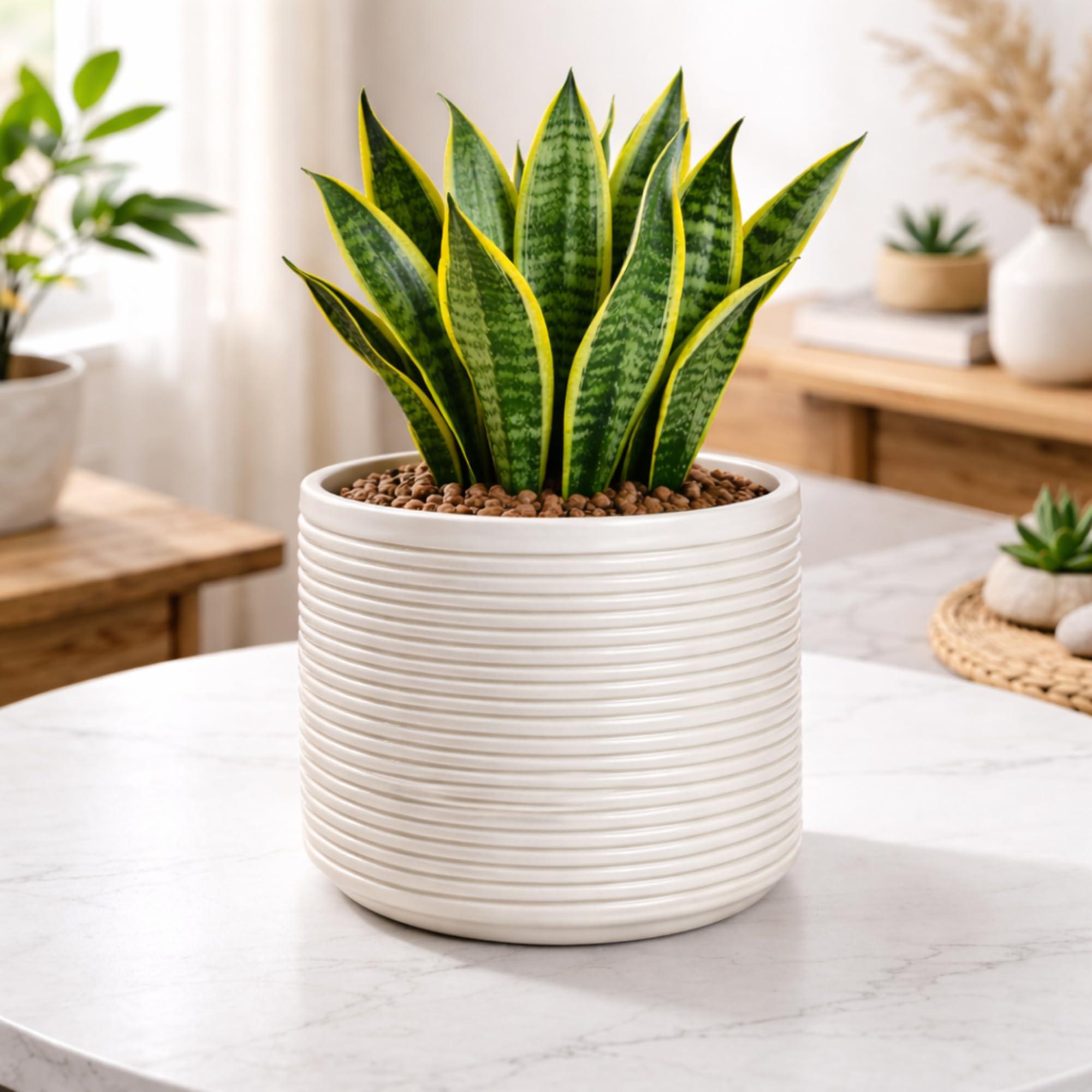 Niyara Designer Ceramic planters pots for Indoor Outdoor Home, Garden Office Decor Balcony Planters Gamla Flower Size- Large, 8 inches (Off White Ribbed)