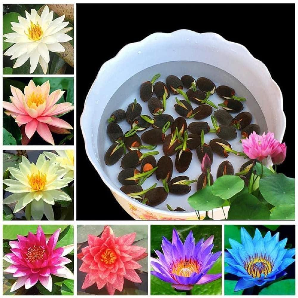 Amazon Brand - All Season Lotus Flower Hybrid Japanese Lotus Flower Seeds lotus seeds for planting | 95% Germination Rate | Kamal Gatta Beej 25 Seeds (PACK OF 25 SEEDDD)