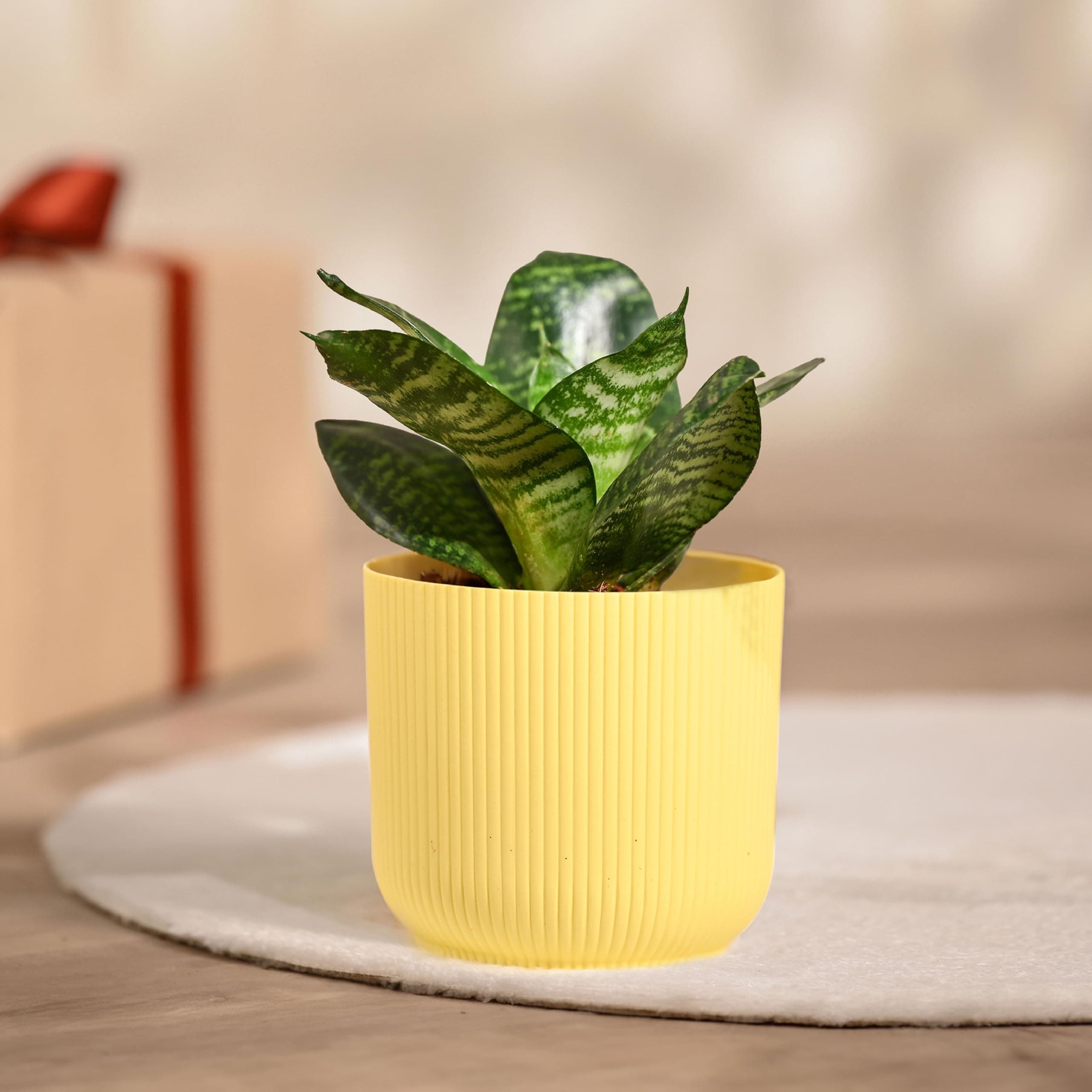 Ugaoo Snake Plant with Ibiza Pot | Live Plants Indoor | Indoor Plants for Home