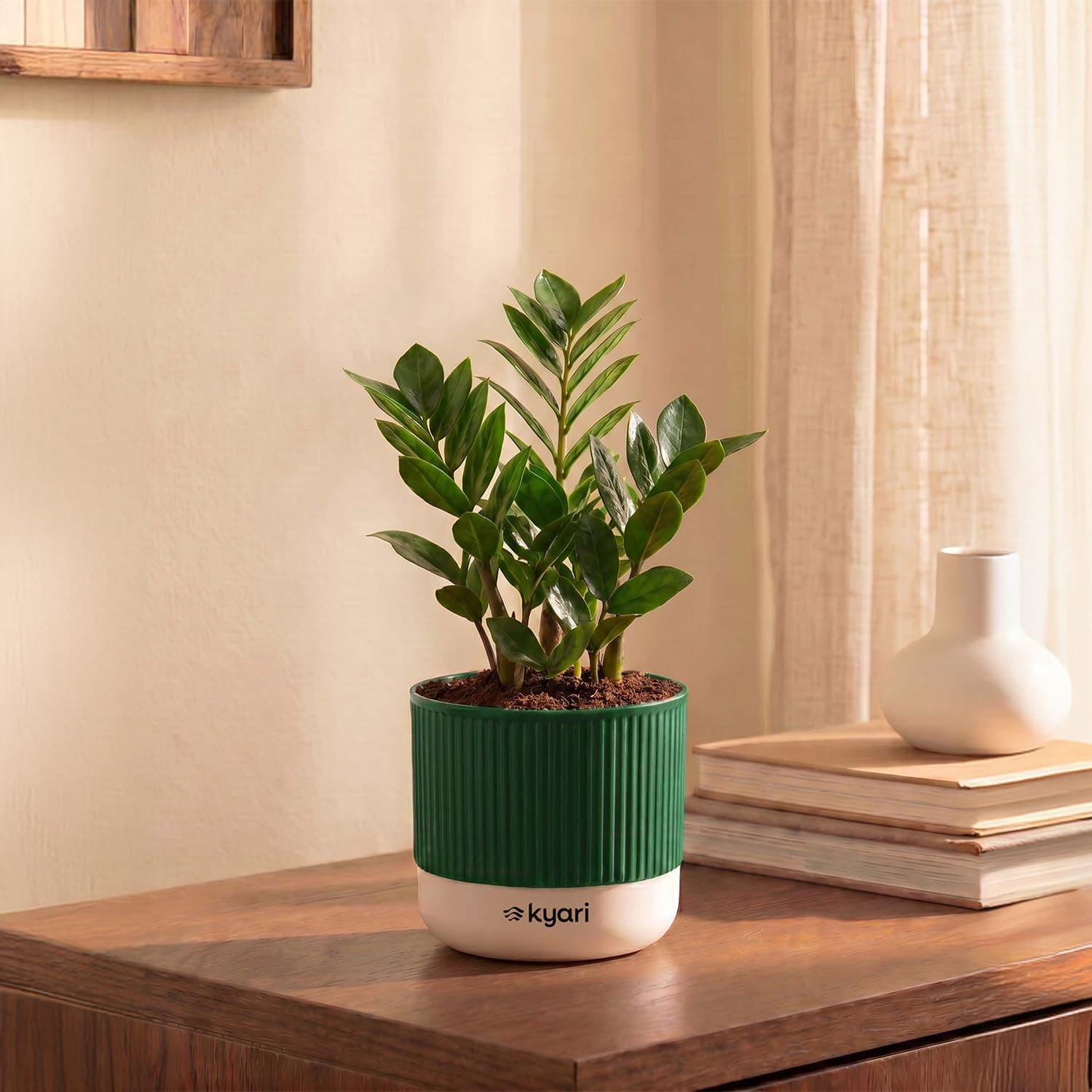 Kyari Zamia ZZ Plant Indoor Live Plant with Green Self Watering Pot 4 Inch - ZZ Plant Indoor Live Plant with Pot for Home, Office, Bedroom - Air Purifying Low Maintenance Plant