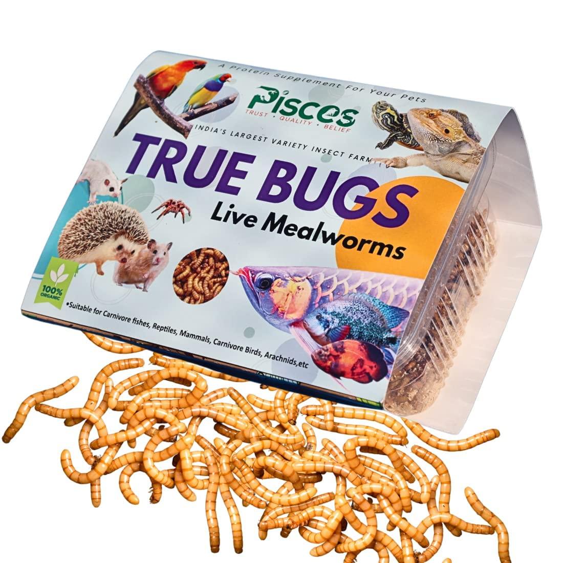 PISCES True Bugs Live Larvae MEALWORMS - 600 pcs|High Protien Treat Food with Natural Supplement for All Life Stages Aquarium Fishe Like Flowerhorn,Arowana,Oscar and Birds,Reptile,Monkey and Other Pet