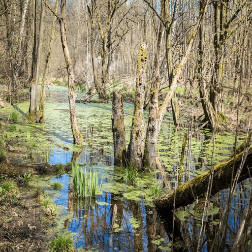 Swamp Sounds