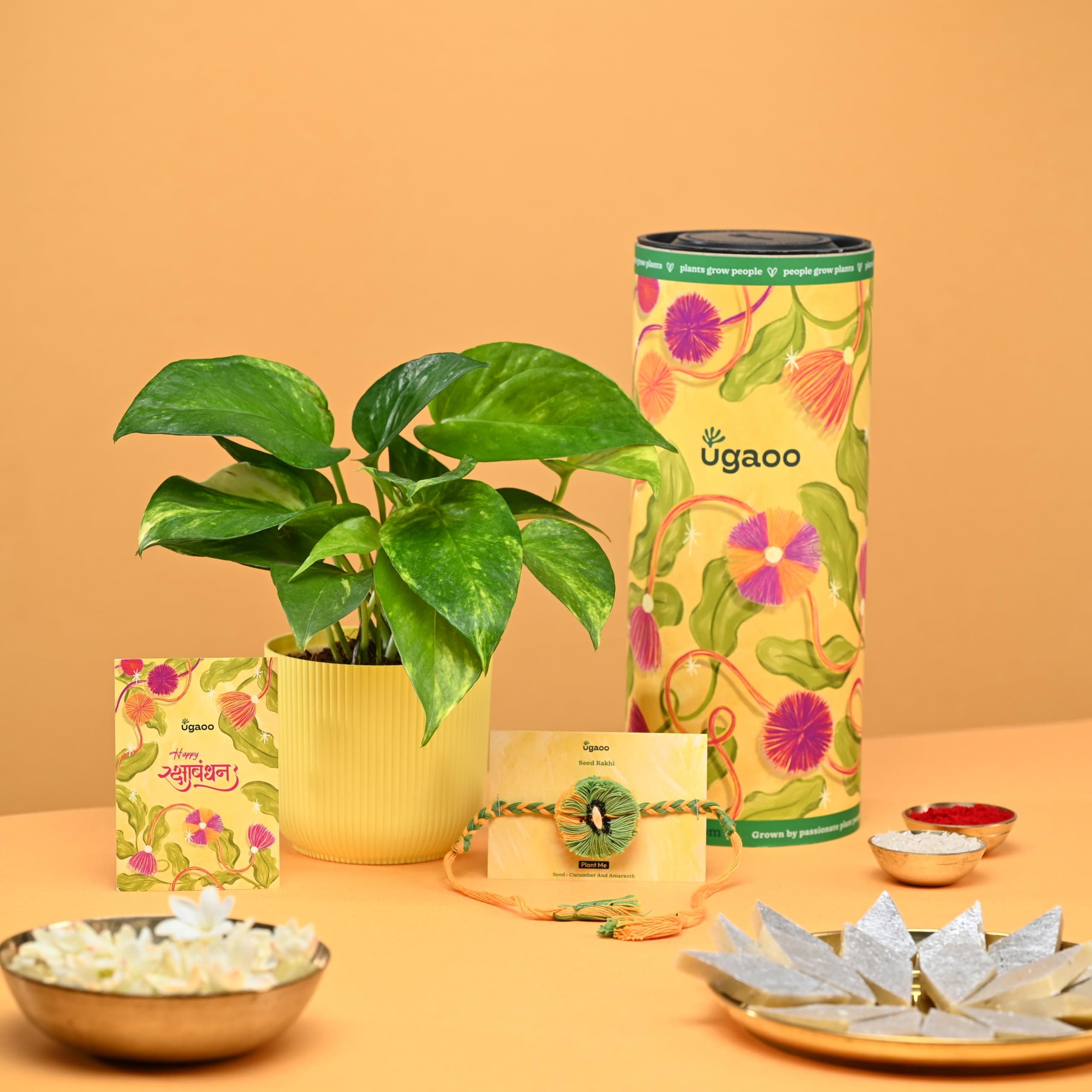 UGAOO Raksha Bandhan Combo – Money Plant Variegated with Plantable Seed Rakhi, Greeting Card, Roli & Chawal | Eco-Friendly Rakhi Gift