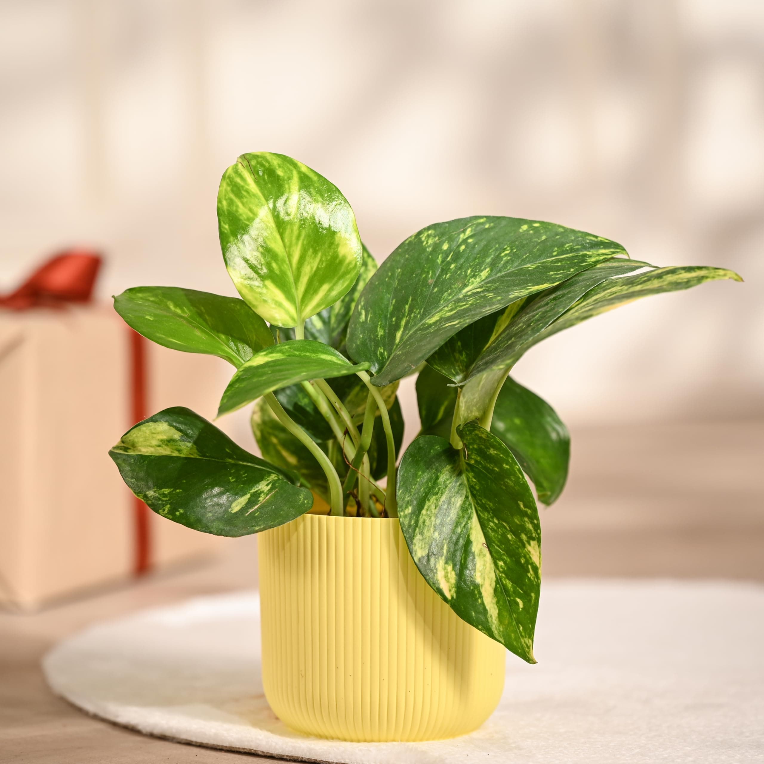 UGAOO Money Plant Variegated in Yellow Ibiza Pot | Easy-Care Indoor Live Plant for Home & Office | Air-Purifying Feng Shui Good Luck Plant