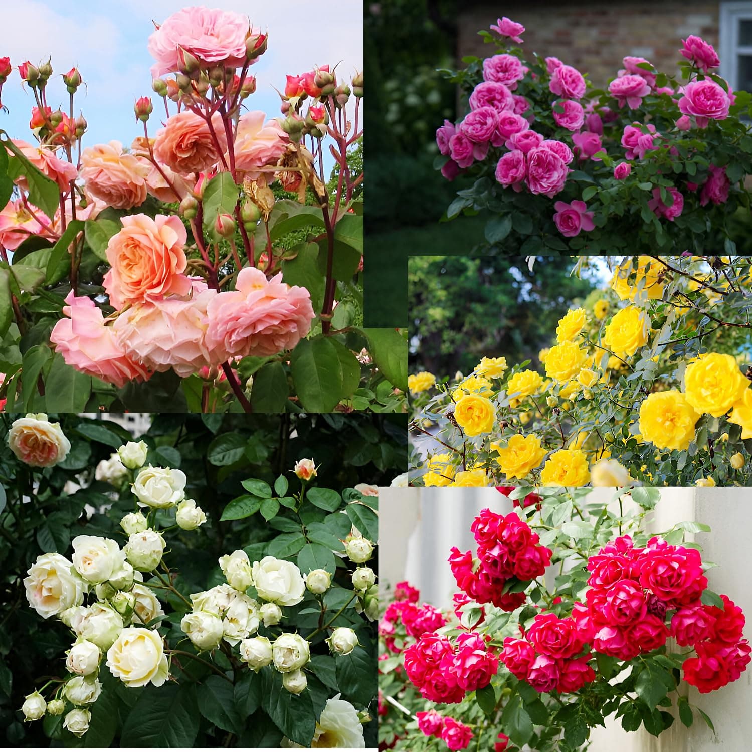 Each 50 Total 250 Seeds (Red,Yellow,Dark Pink,Pink,White) Imported Hybrid 5 different variety Colour Of Climbing Rose Flower Seeds