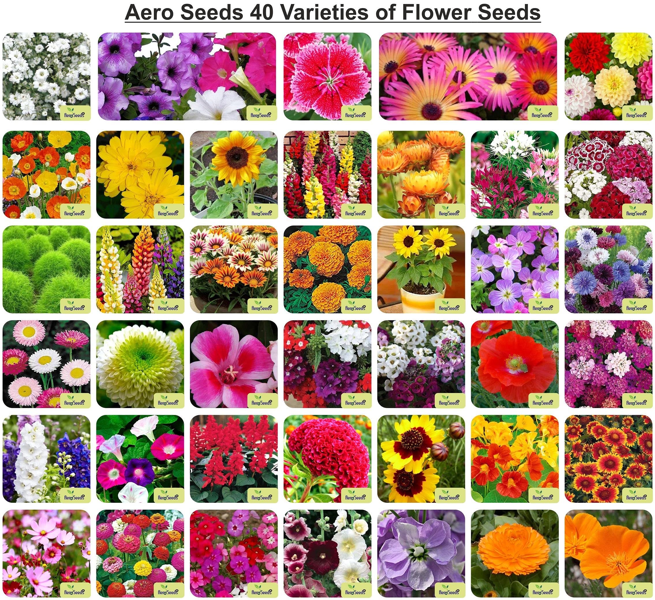 Aero Seeds 40 Varieties of Flower Seeds Combo For Your Garden Beautiful Bloom Germination Seeds.