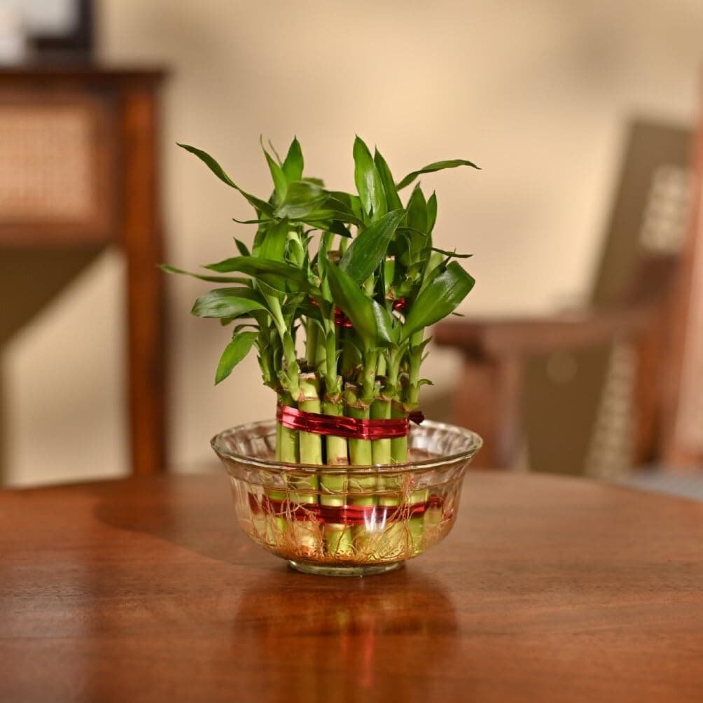 Ugaoo Lucky Bamboo 2 Layer Feng Shui Plant