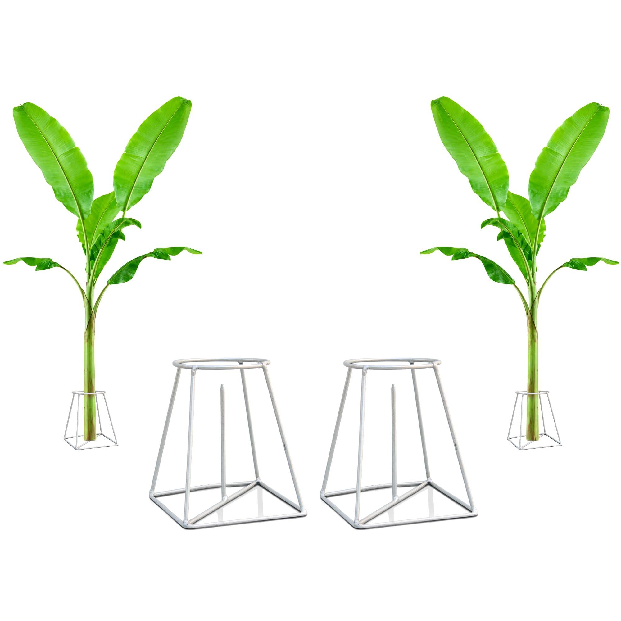 Urban Plant Banana Stand – Decorative Metal Stand for Pooja Setup, Banana Leaves, Fruit Basket, Indoor Plants, Home Decor & Festival Decoration (Pack of 2)