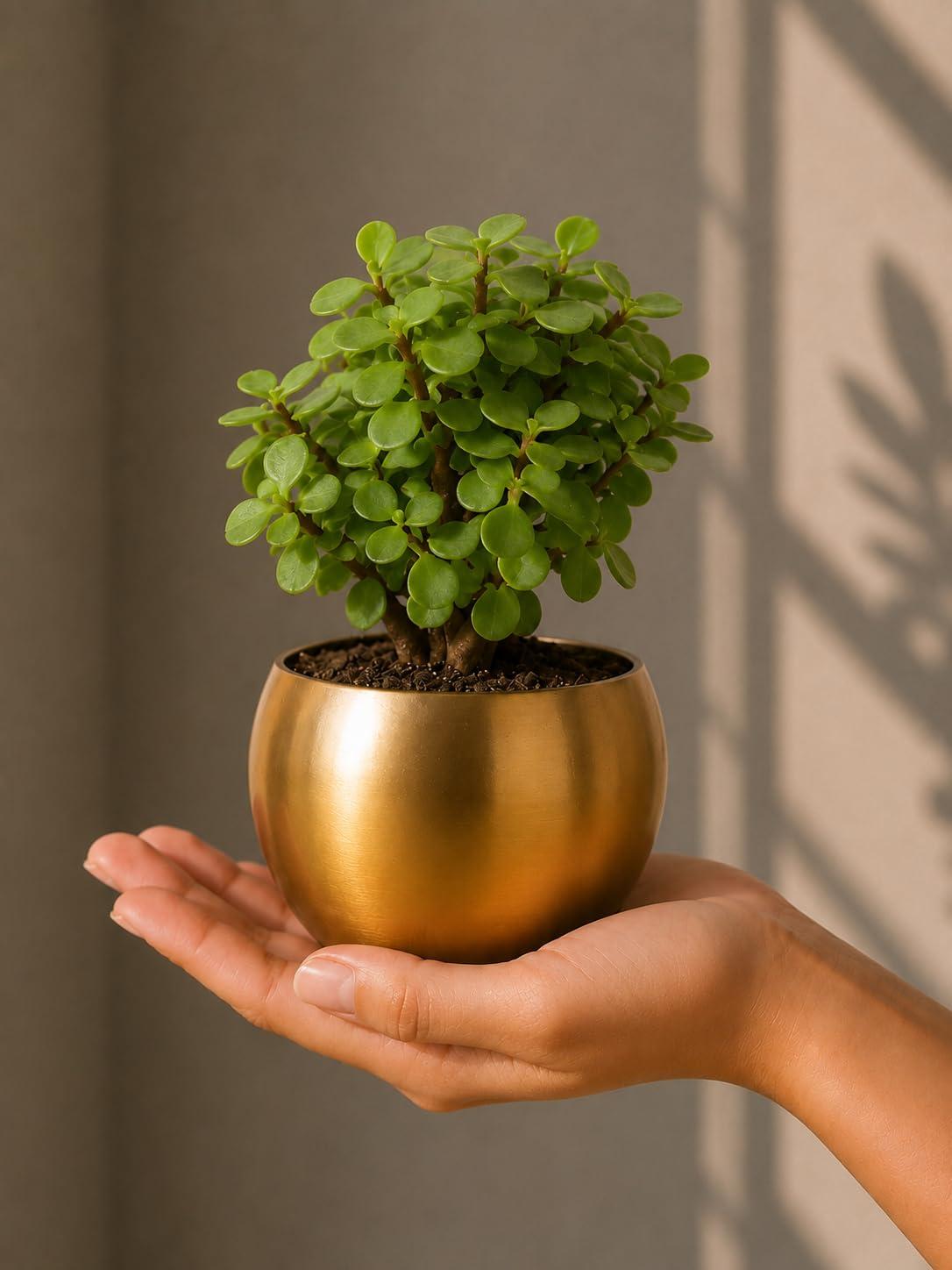 FNP Live Jade Plant in Gold Hammered Pot | Good Luck & Prosperity Plant | Air-Purifying Indoor Greenery | Home & Office Décor Essential