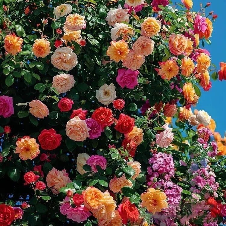 QENIOS 100 Seeds climbing rose seeds for home garden climbing rose imported flower seeds for home and kitchen gardening | rose seeds for home gardening | high germination rate (100 Pcs Rose Seed)
