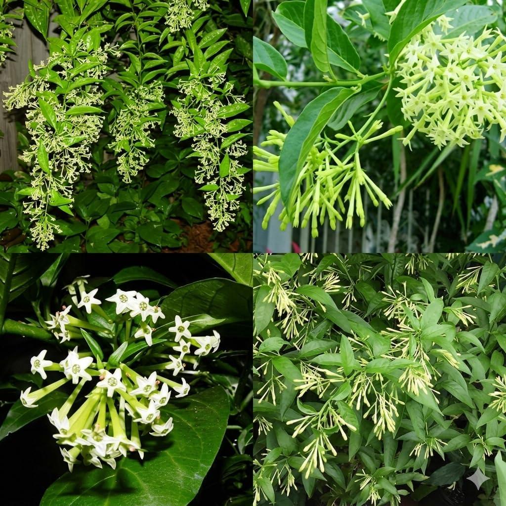 BLOOMBRIGHTLY (Raat Ki Rani Raat Rani | Night Blooming Jasmine White Flower Live Plant Fragrant Outdoor Low Maintenance Balcony Garden with 4 inch. Black Pot)
