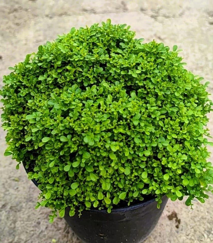 Live plants (Table Kamini Bonsai Plant Live (Murraya Paniculata) with Pot – Natural Oxygen Plant for Indoor Home Decoration, Office Desk & Tabletop Display (Pack Of 1))