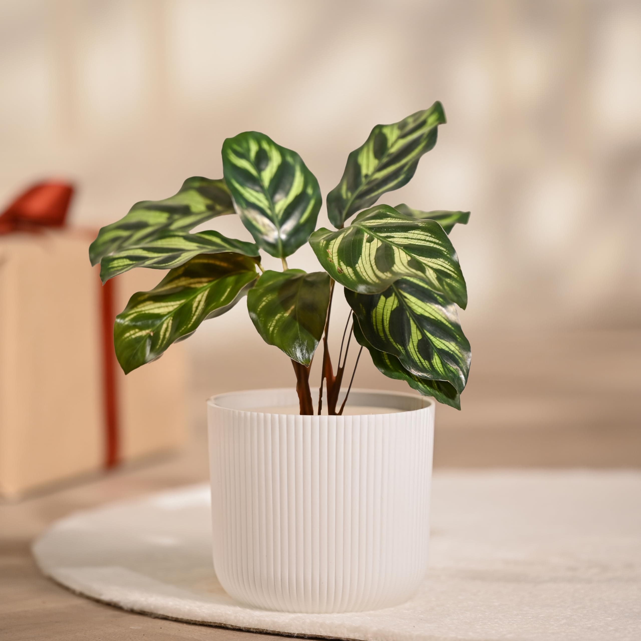 Ugaoo Calathea Peacock Plant with Ibiza Pot | Indoor Plants with Pots for Home | Plants for Living Room