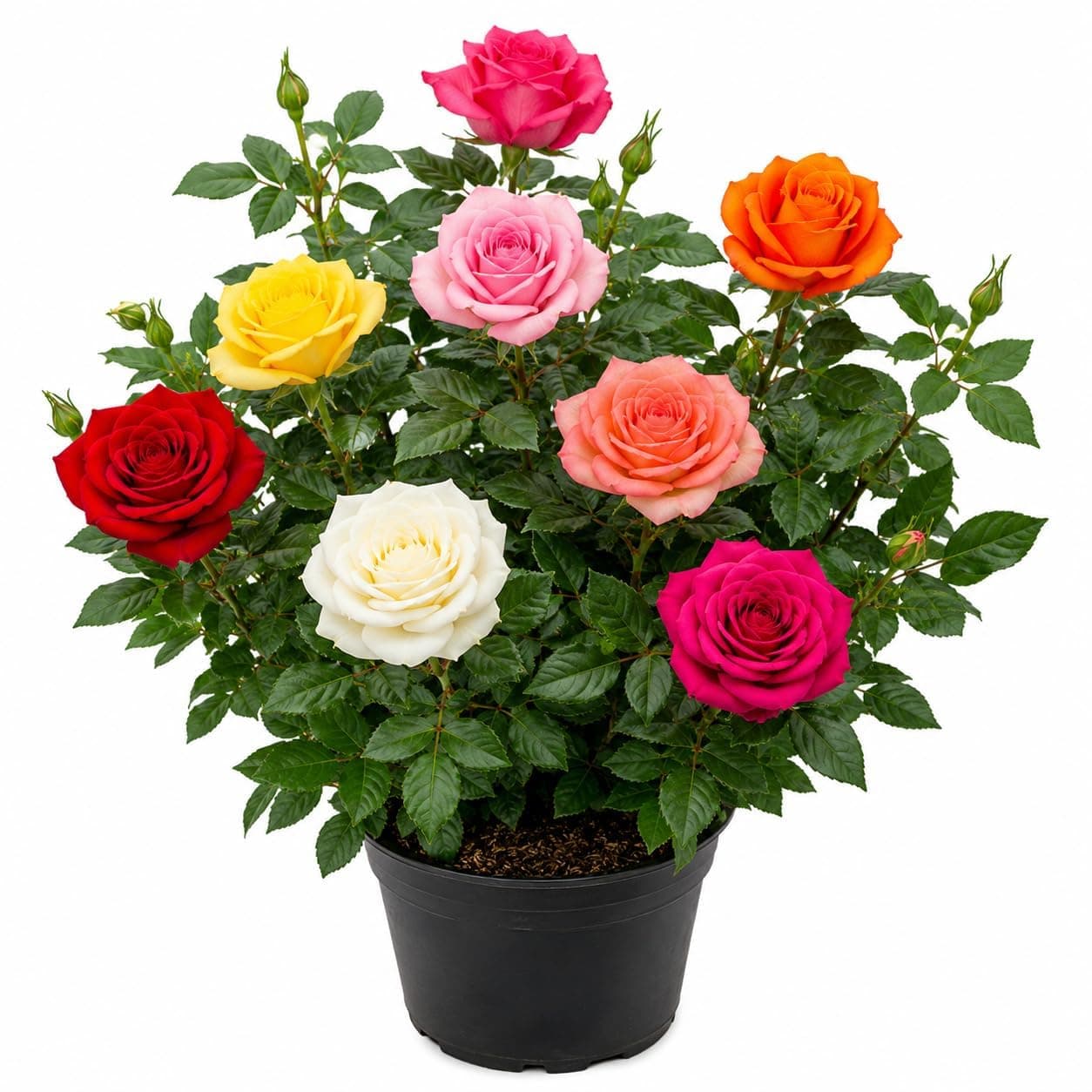 Hybrid Multi Colour Rose Live Plant, Assorted Color, Pack of 1, with 4 Inch Pot, for Home Garden, Balcony and Outdoor Decoration FZ