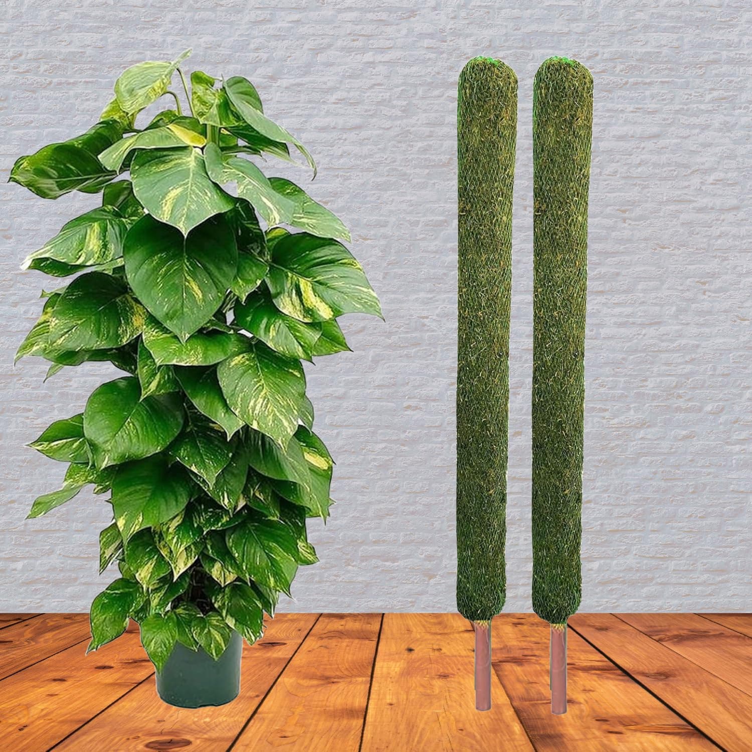 GrowHive 5ft Moss Stick Set of 2 – Green Grass Poles for Plant Support, Perfect for Money Plants & Climbing Indoor Plants