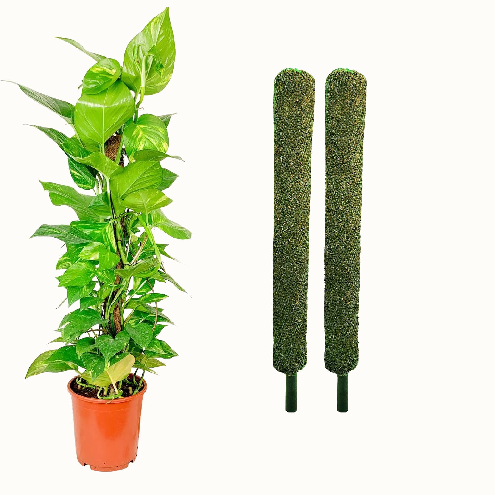 Leafy Tales Plant Support Moss Stick- Green Grass Pole for Plants Support, Support Stick for Money Plant, Climbing Indoor Plants(2 ft, Set of 2)
